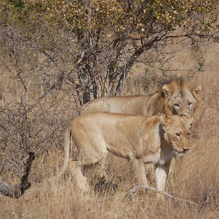 Mbizi Bush Lodge Grietjie Game Reserve Екстериор снимка