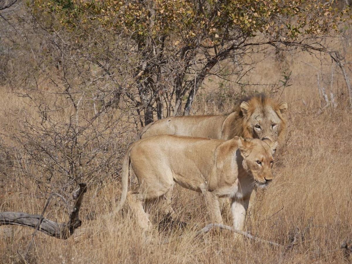 Mbizi Bush Lodge Grietjie Game Reserve Екстериор снимка