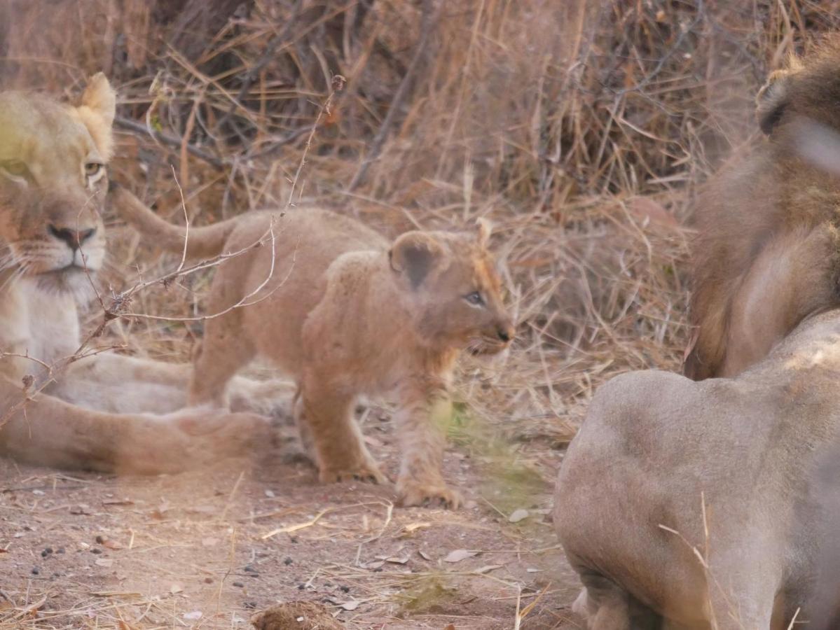 Mbizi Bush Lodge Grietjie Game Reserve Екстериор снимка