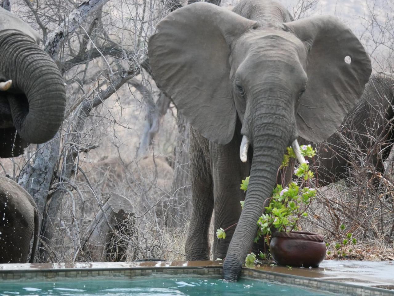 Mbizi Bush Lodge Grietjie Game Reserve Екстериор снимка
