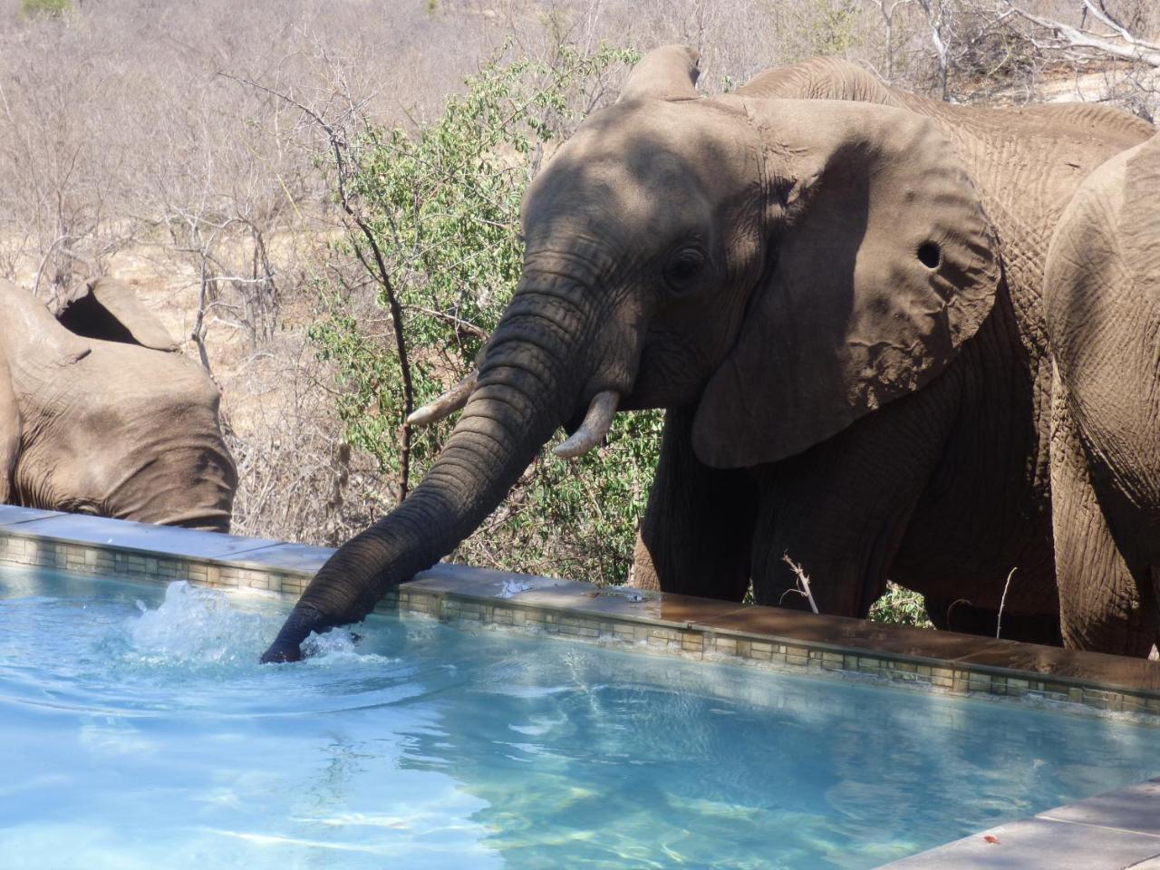 Mbizi Bush Lodge Grietjie Game Reserve Екстериор снимка