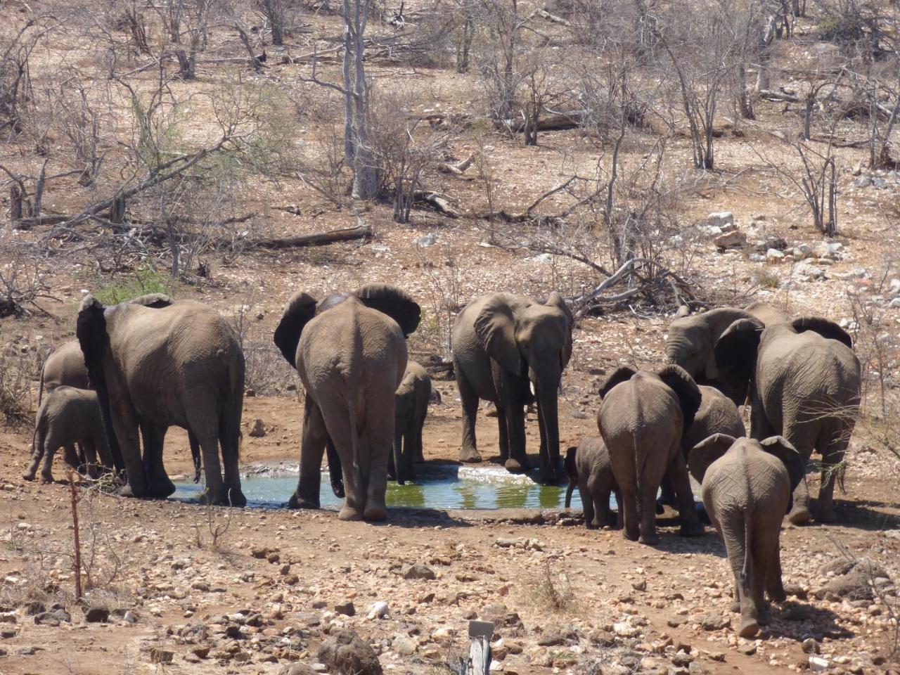 Mbizi Bush Lodge Grietjie Game Reserve Екстериор снимка