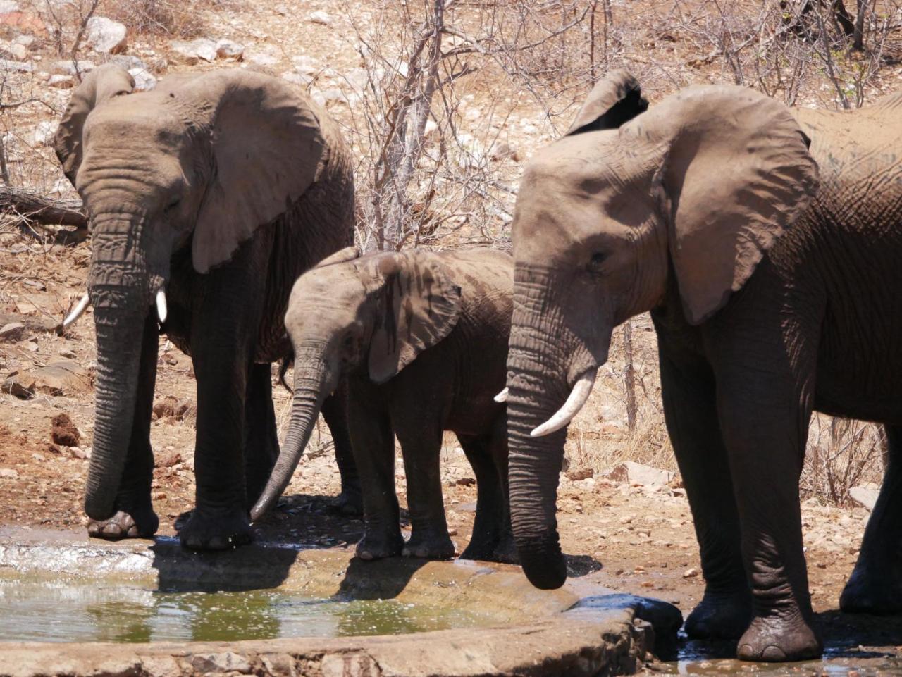 Mbizi Bush Lodge Grietjie Game Reserve Екстериор снимка