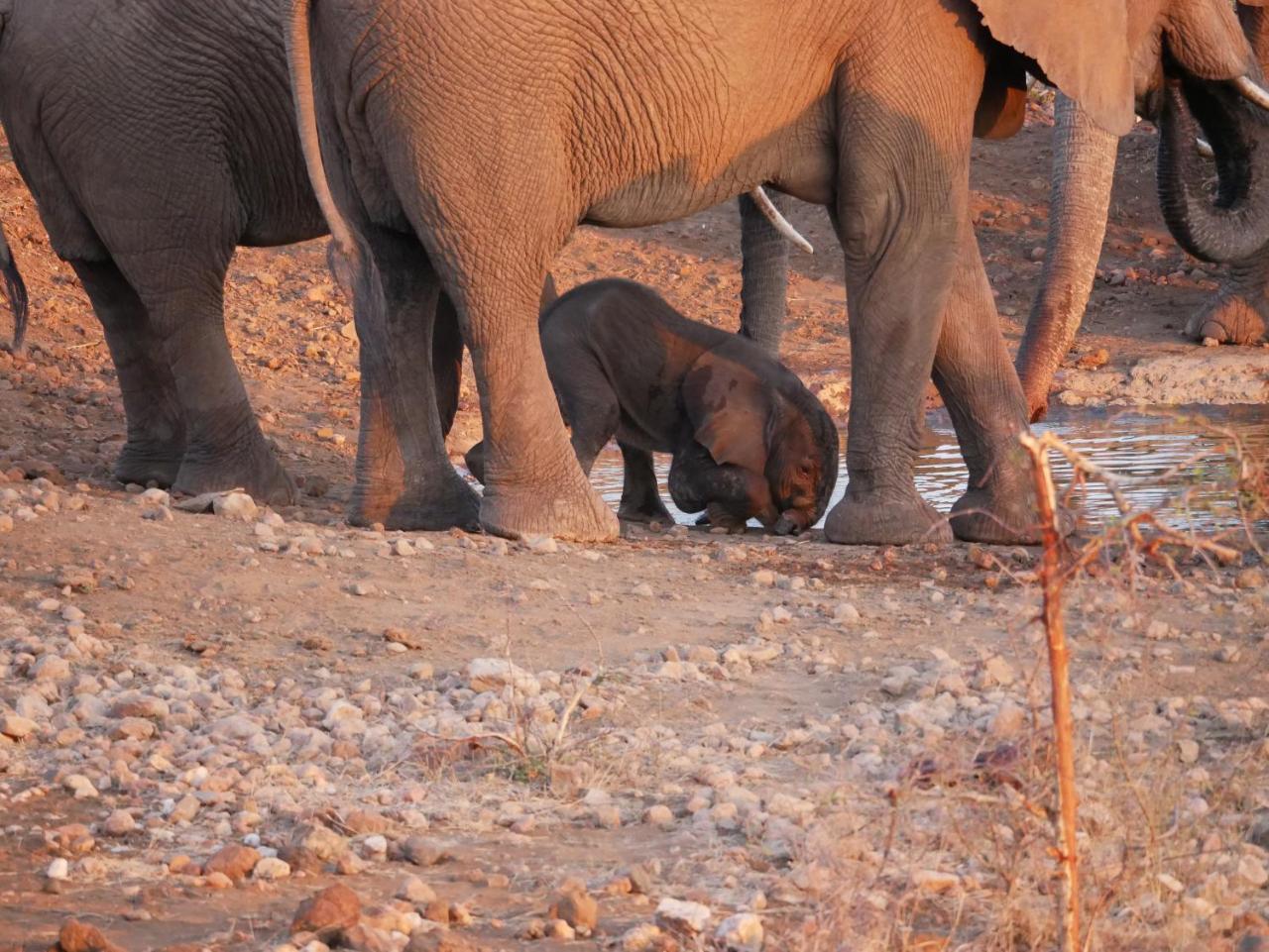 Mbizi Bush Lodge Grietjie Game Reserve Екстериор снимка