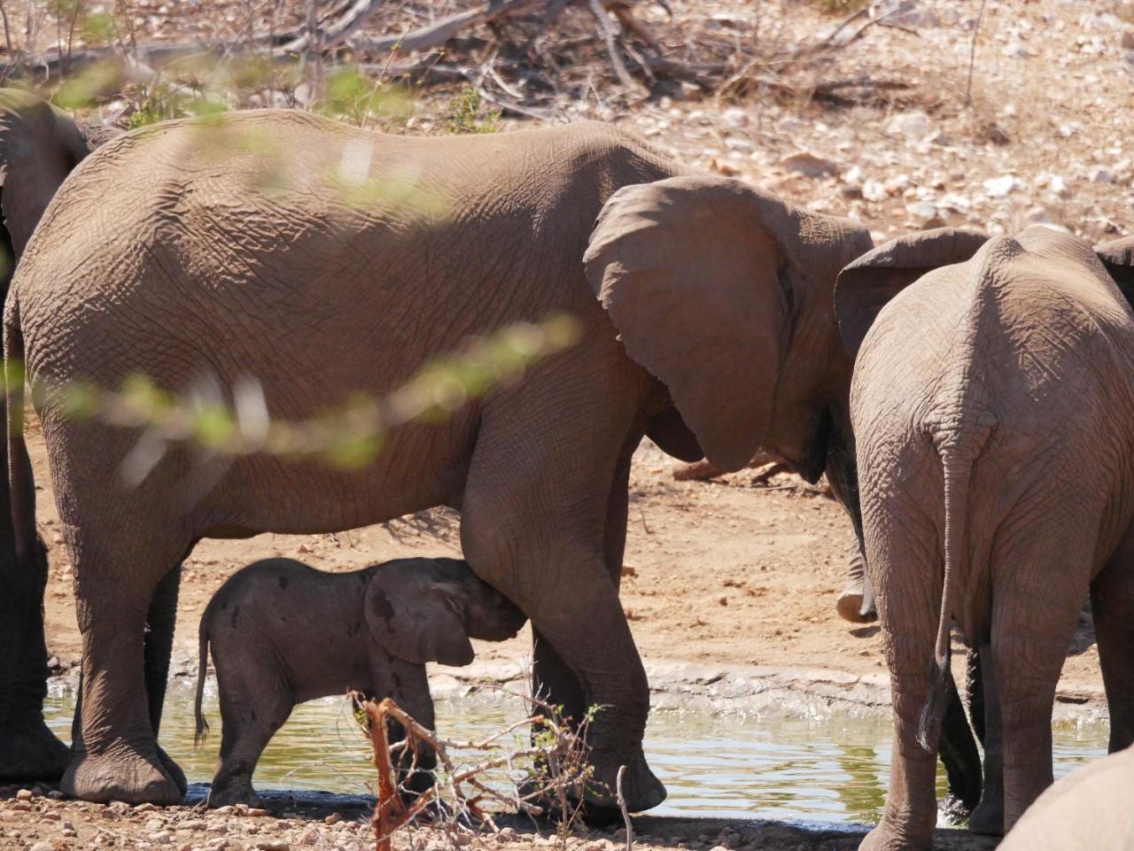 Mbizi Bush Lodge Grietjie Game Reserve Екстериор снимка