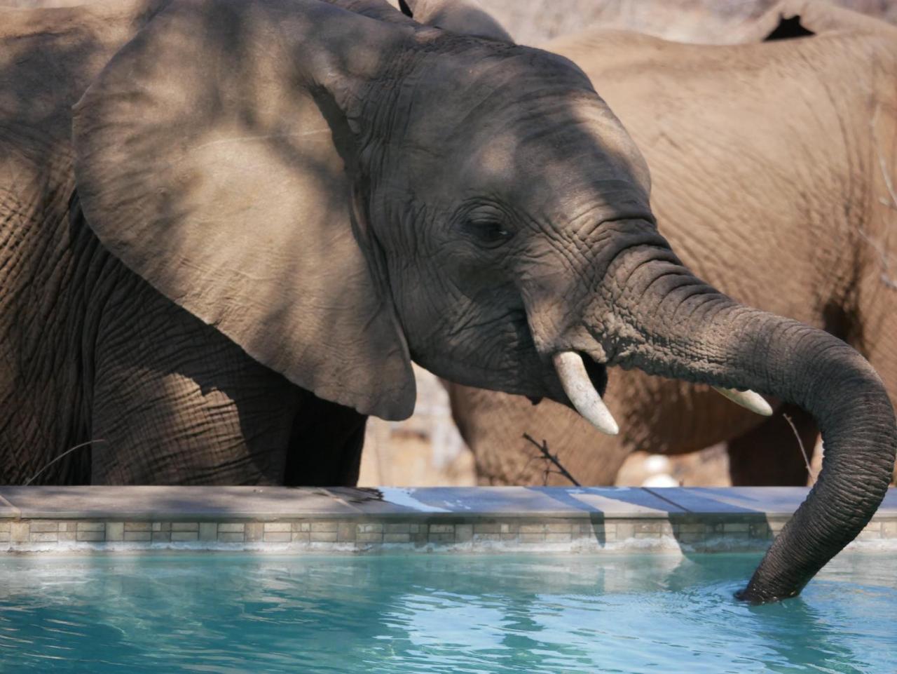 Mbizi Bush Lodge Grietjie Game Reserve Екстериор снимка