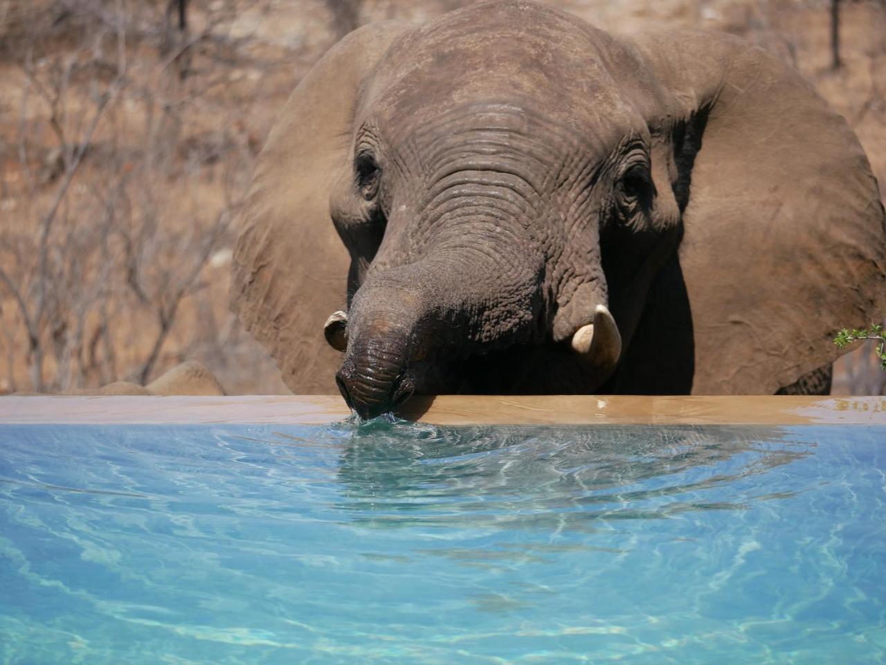 Mbizi Bush Lodge Grietjie Game Reserve Екстериор снимка
