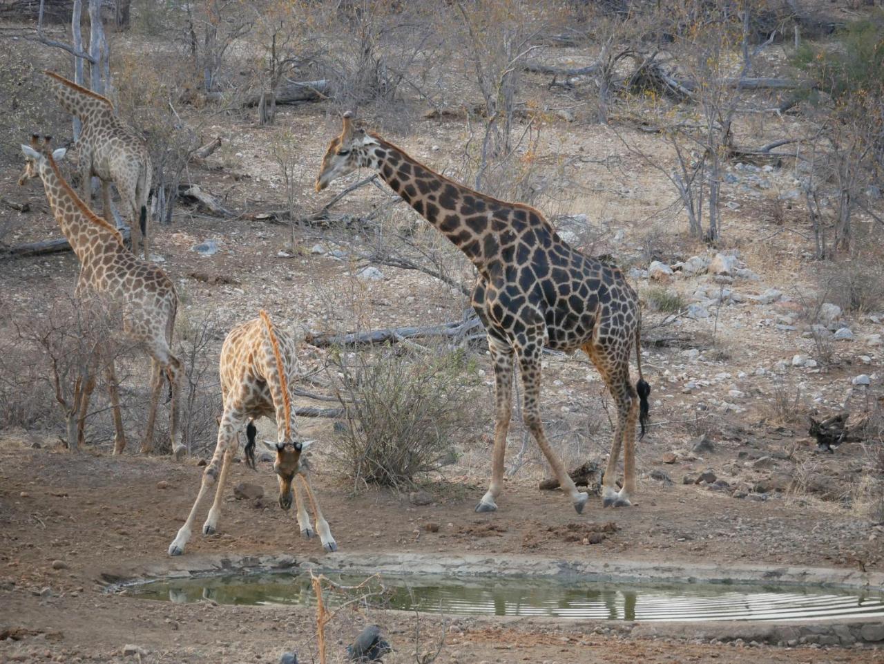 Mbizi Bush Lodge Grietjie Game Reserve Екстериор снимка