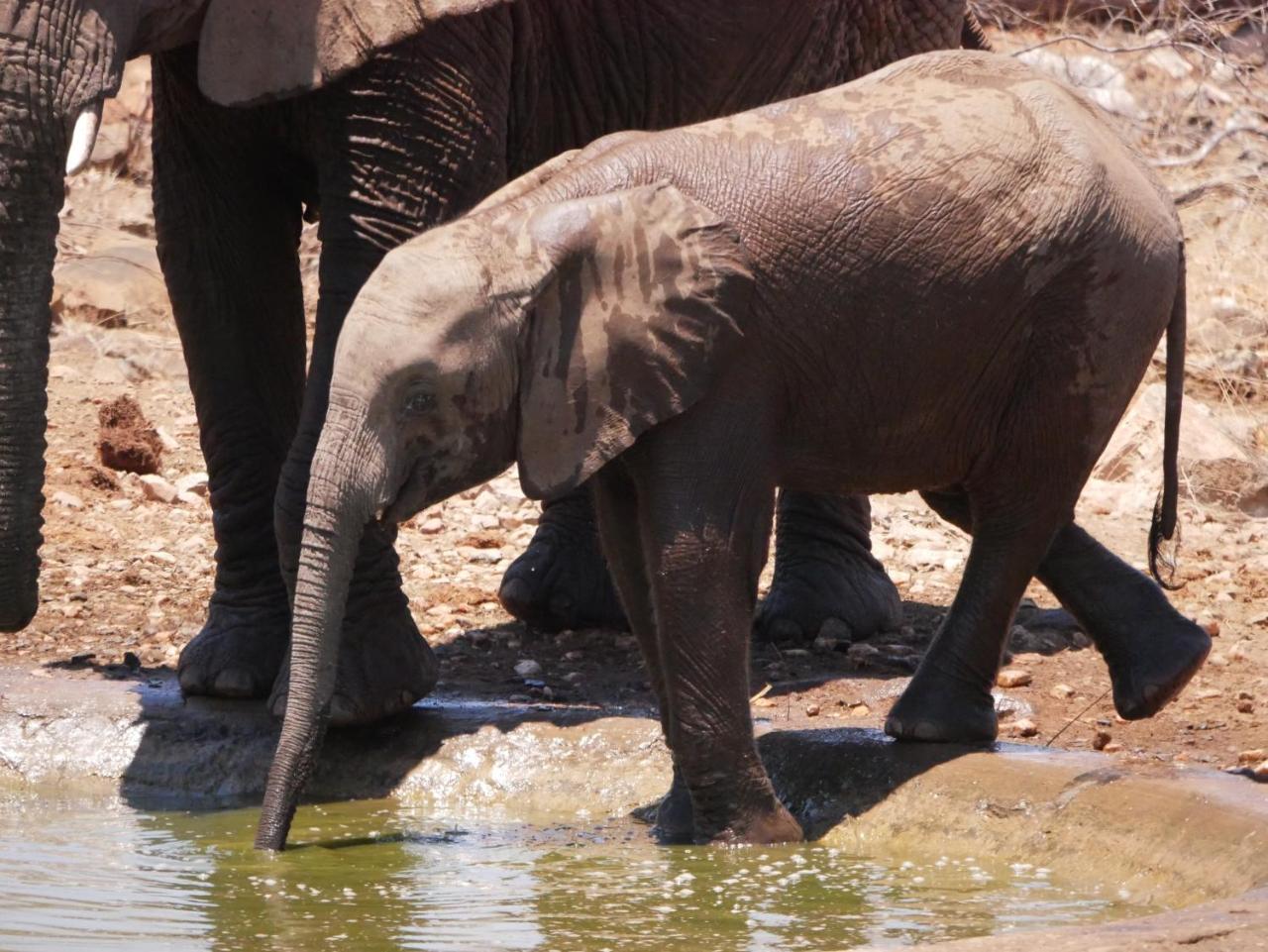 Mbizi Bush Lodge Grietjie Game Reserve Екстериор снимка
