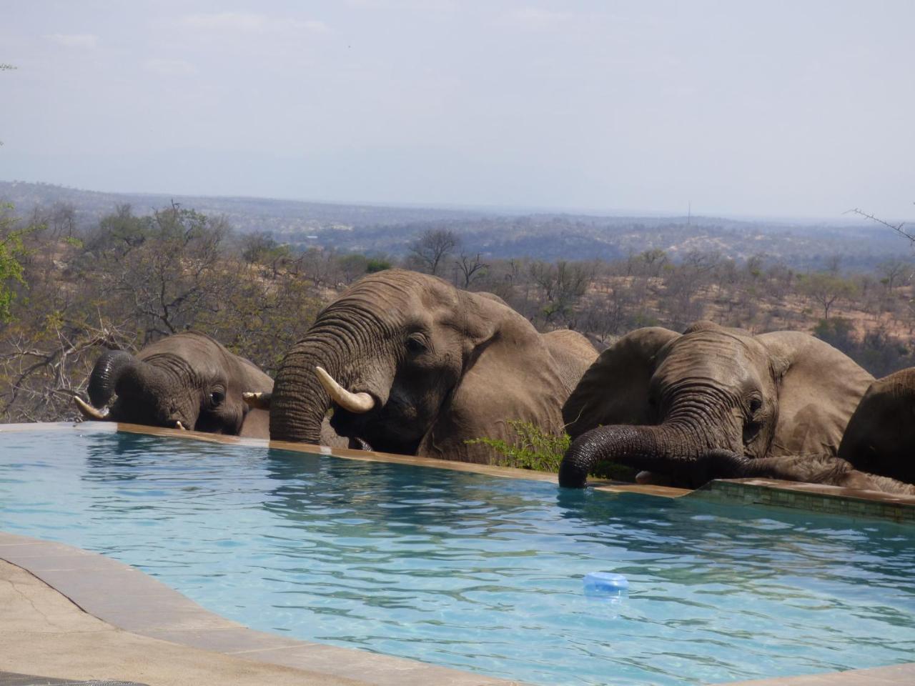 Mbizi Bush Lodge Grietjie Game Reserve Екстериор снимка