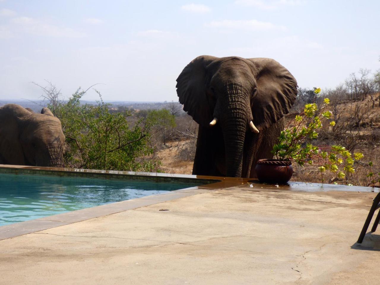 Mbizi Bush Lodge Grietjie Game Reserve Екстериор снимка