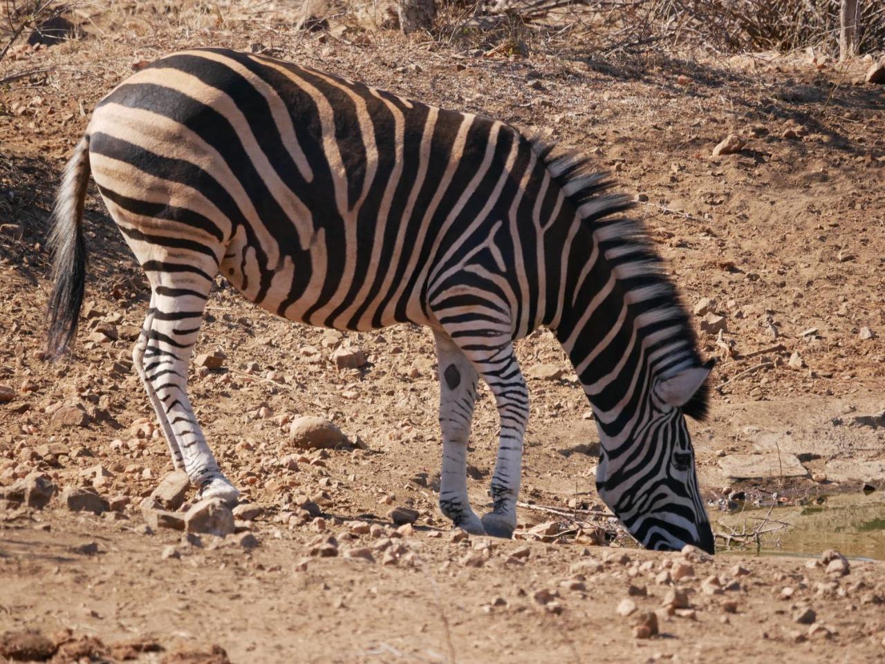 Mbizi Bush Lodge Grietjie Game Reserve Екстериор снимка