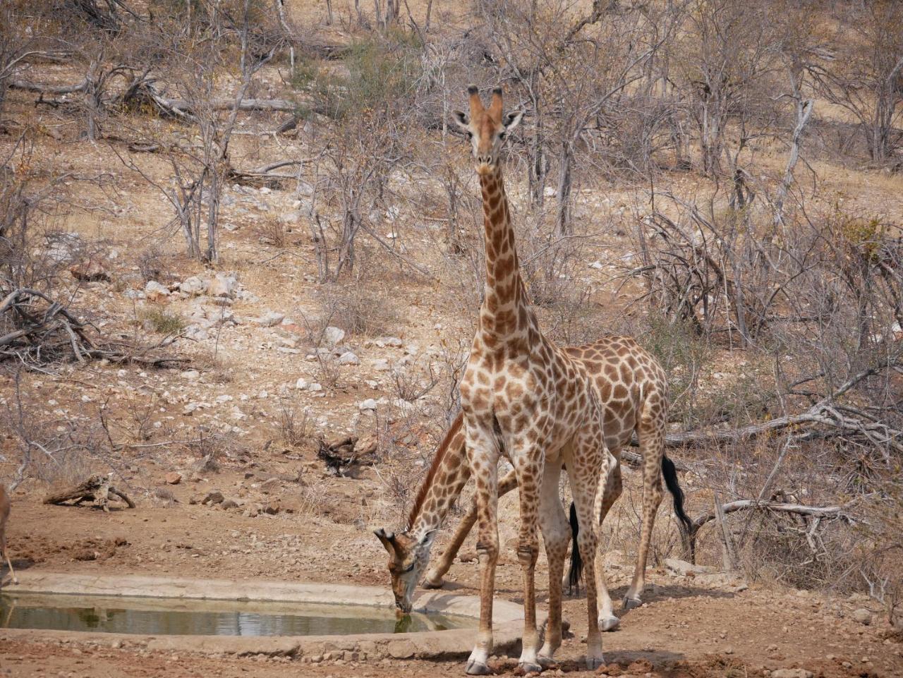 Mbizi Bush Lodge Grietjie Game Reserve Екстериор снимка