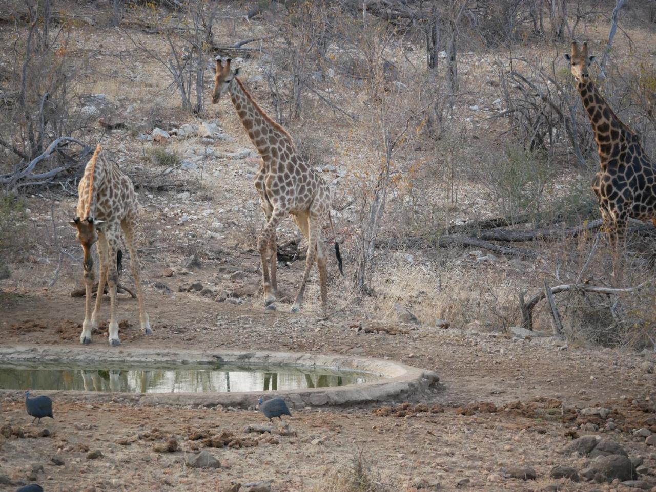 Mbizi Bush Lodge Grietjie Game Reserve Екстериор снимка