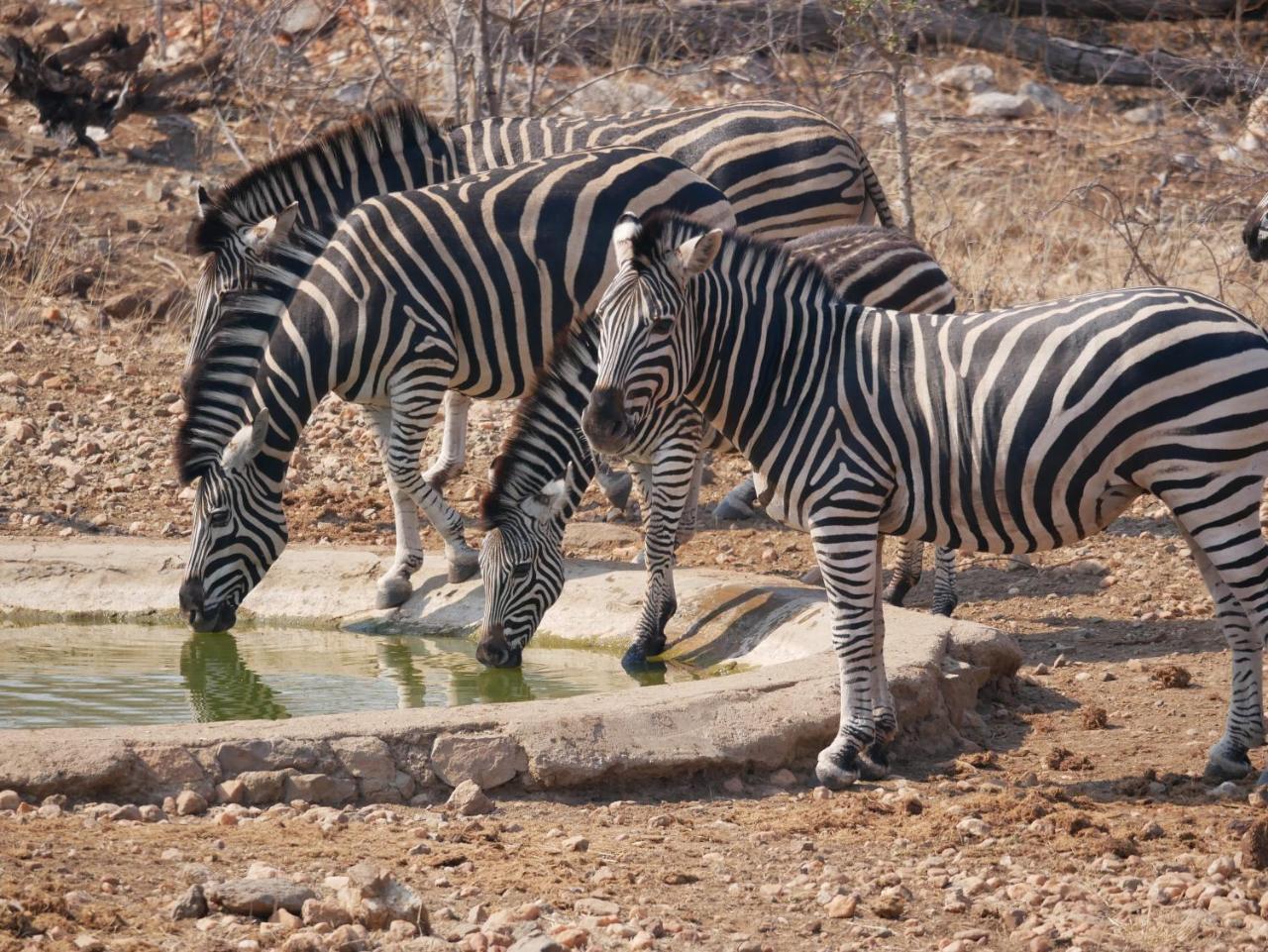 Mbizi Bush Lodge Grietjie Game Reserve Екстериор снимка