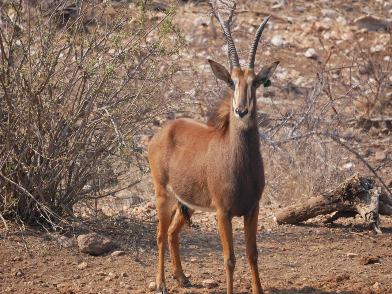 Mbizi Bush Lodge Grietjie Game Reserve Екстериор снимка