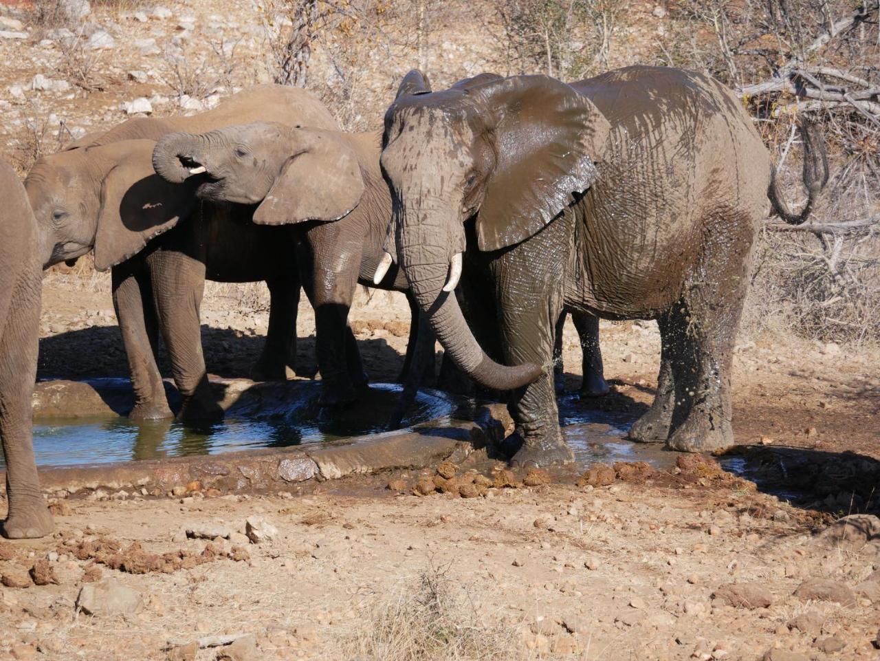 Mbizi Bush Lodge Grietjie Game Reserve Екстериор снимка